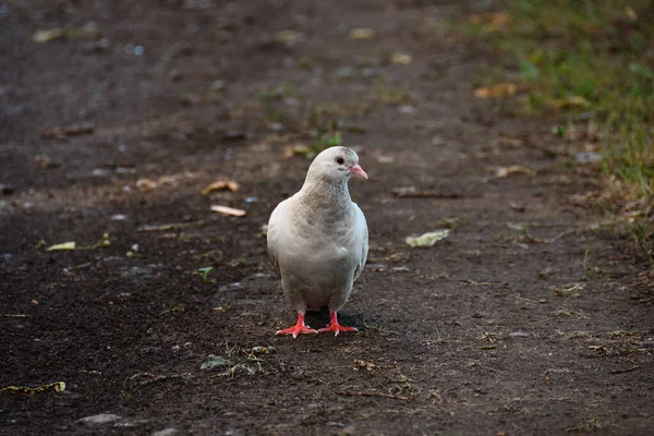 Gros Plan Pigeon Blanc Avec Des Taches Brunes Qui Tient — Photo