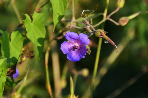 Mor tarlaların yakınındaki yabani otlar akşam vakti sarımsı güneş ışığı altında bir çayır üzerindedir..