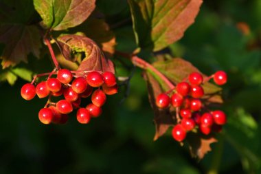 Sarı bir akşamda bir çalılığın dalında kızarmaya başlayan viburnum dutlarından oluşan yakın çekim..