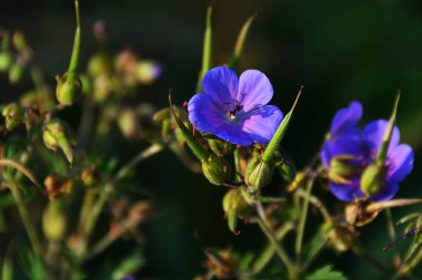 Akşamları güneş ışığında, çimenli çalıların olduğu doğal ortamda, yakın plan mavi çiçek..