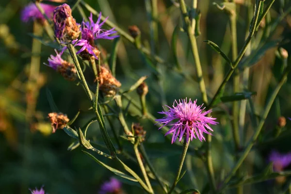 Lila Kornblume Nahaufnahme Natürlicher Umgebung Der Abendsonne — Stockfoto