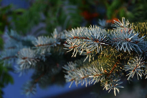 Close Blue Spruce Twigs Last Golden Rays Summer Evening Bokeh — Stock Photo, Image