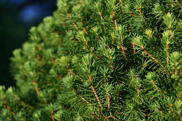 Eine Nahaufnahme Einer Latschenkiefer Kleine Grüne Nadeln Auf Dünnen Zweigen — Stockfoto