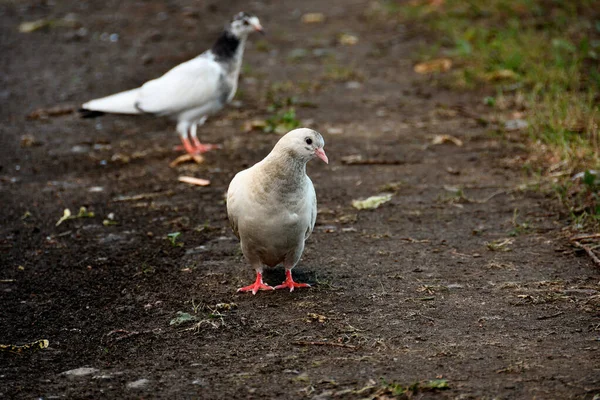 Närbild Vit Duva Med Bruna Stänk Parkstig Efter Ett Regn — Stockfoto