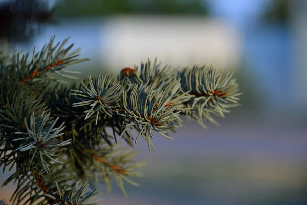 Fluffy Sprigs Decorative Blue Spruce Close Yellow Late Evening Sunlight — Foto Stock