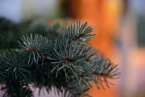 Close Blue Spruce Twigs Twigs Themselves Seem Shade Characteristic Tones — Stock Photo, Image