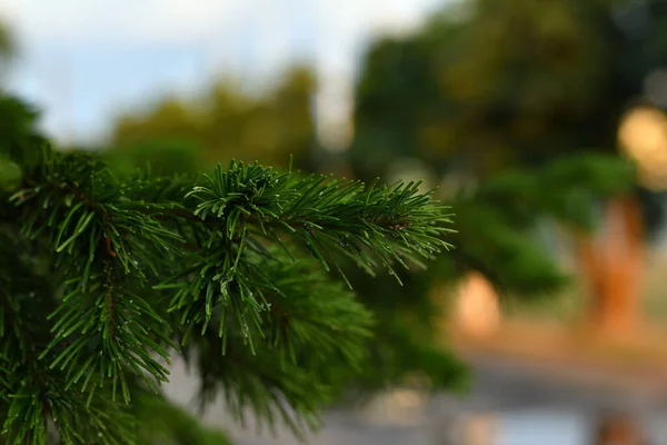 Close Fir Twig Green Flat Soft Needles Urban Environment Light — Stock Photo, Image