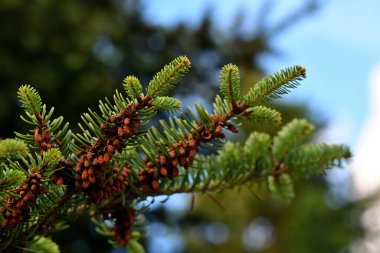 Ladin dallarının uçları yoğun bir şekilde erkek çalıları ile kaplıdır, kozalaklı ağaçların tepesinden gelen bokeh ve akşam gökyüzü.