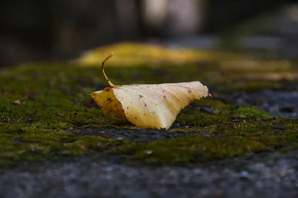 Nahaufnahme Eines Gelben Birkenblattes Auf Einer Mit Grünem Moos Bedeckten — Stockfoto
