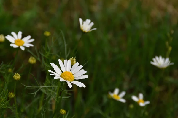 Chamomile Close Green Park Lawn Sunny Day — 스톡 사진