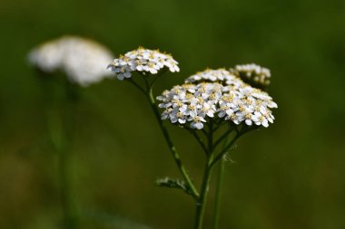 Güneşli bir günde, parkın çimlerinde beyaz yarda yakından ve detaylı bir şekilde Bokeh diye telaffuz edilir..
