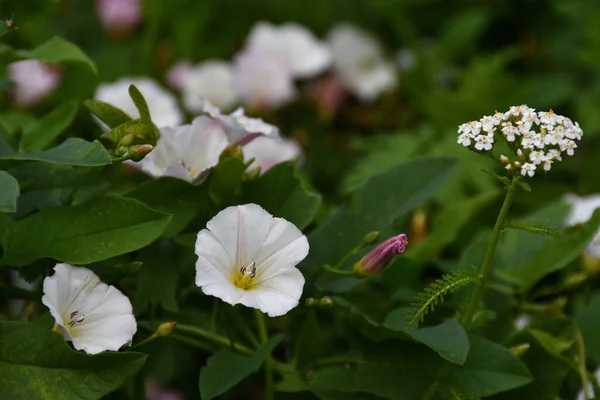Close White Purple Field Bindweed Bokeh Its Own Foliage Flowers — 스톡 사진