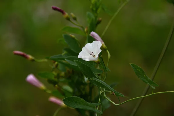 Close Field Bindweed White Purple Flowers Light Wind Lifted Plant — 스톡 사진