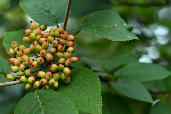 Primer Plano Manojo Bayas Verdes Inmaduras Ligeramente Rosadas Lantana Viburnum —  Fotos de Stock