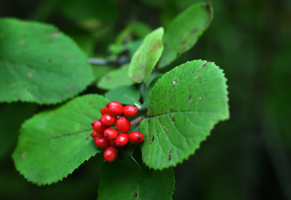 Ramo Bayas Rojas Maduras Primer Plano Decorativo Viburnum Lantana Una —  Fotos de Stock