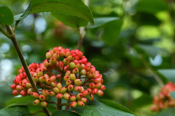 Ett Gäng Halvgröna Och Halvröda Lantana Viburnum Omogna Bär Buske — Stockfoto