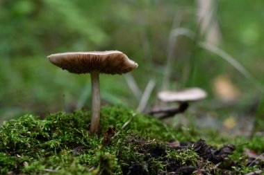 Yeşil yosunlarda, yağmurlu bir yaz akşamında doğal orman ortamında yenmeyen mantar Pluteus phlebophorus 'un yakın çekimi..