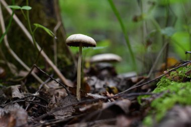 Açık gri başlıklı küçük bir Marasmius mantarının yakın plan çekimi. Yağmurlu bir yaz akşamında yerde eski kahverengi yapraklarla birlikte doğal bir orman ortamında..