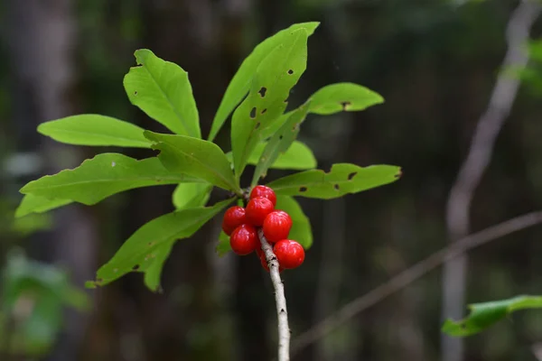 Kırmızı sulu, ama zehirli, yeşil yaprakların altındaki bir dal üzerinde daphne üzümleri, bulutlu bir yaz akşamında, karışık bir ormanın doğal ortamında..