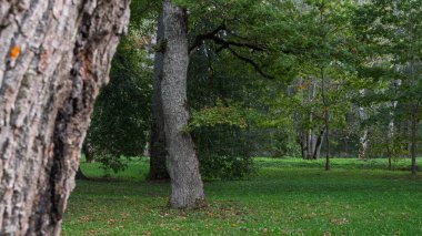 Soft-focus tree bark on the left frames a vibrant green meadow and other trees in sharp focus. Atmospheric urban park landscape in mid-September, Estonia.