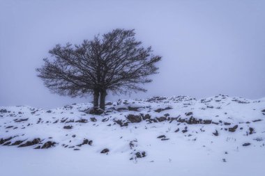 karlı bir günde izole edilmiş ağaç