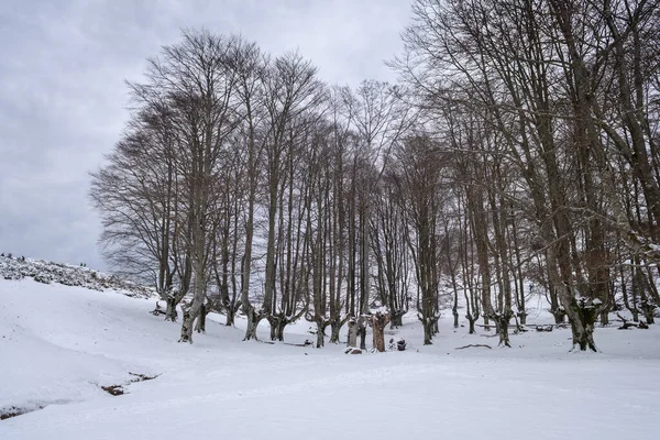 Vue Sur Parc Naturel Gorbea Hiver Pays Basque — Photo