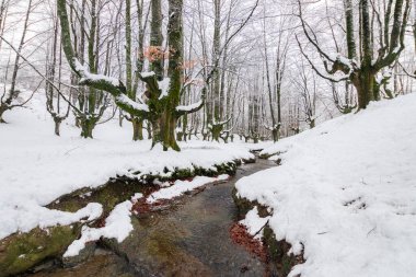 Kış mevsiminde otzarreta Ormanı, Bask ülkesi
