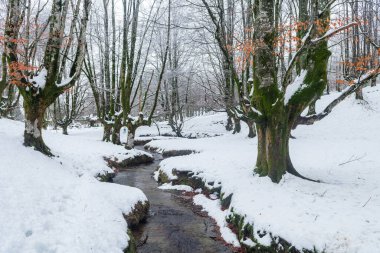 Kış mevsiminde otzarreta Ormanı, Bask ülkesi