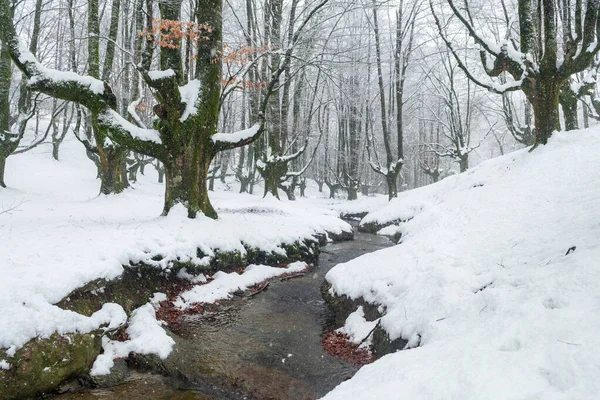 Forêt Otzarreta Pendant Saison Hiver Pays Basque — Photo