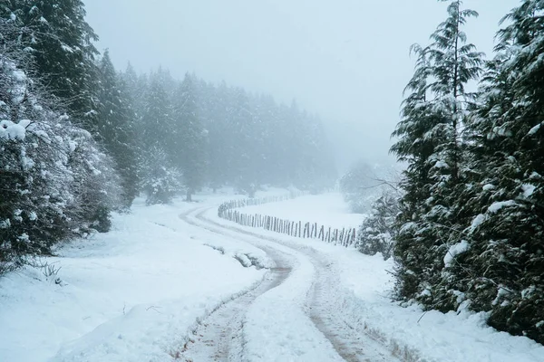 Scène Hivernale Dans Une Forêt Gorbea Pays Basque — Photo