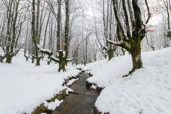 Otzarreta Floresta Durante Inverno País Basco — Fotografia de Stock