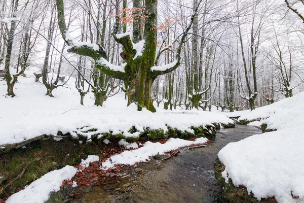 Forêt Otzarreta Pendant Saison Hiver Pays Basque — Photo