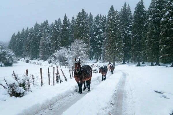 Belle Scène Troupeau Chevaux Pendant Journée Enneigée — Photo