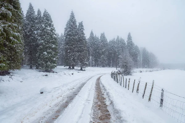 Scène Hivernale Dans Une Forêt Gorbea Pays Basque — Photo