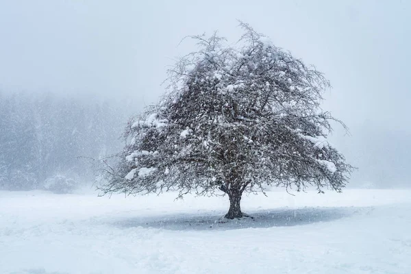 Forêt Otzarreta Pendant Saison Hiver Pays Basque — Photo