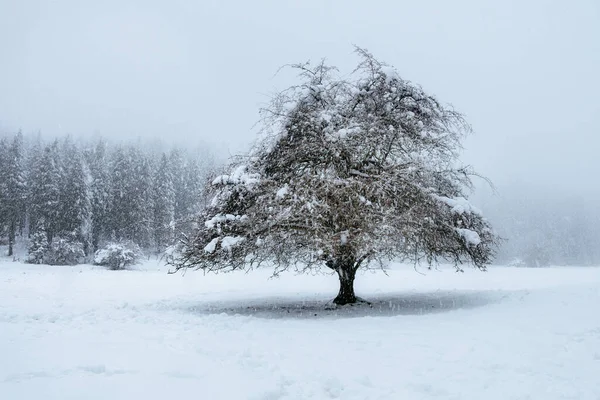 Forêt Otzarreta Pendant Saison Hiver Pays Basque — Photo