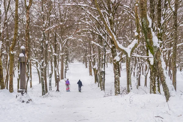 Faire Une Promenade Dans Une Forêt Enneigée — Photo