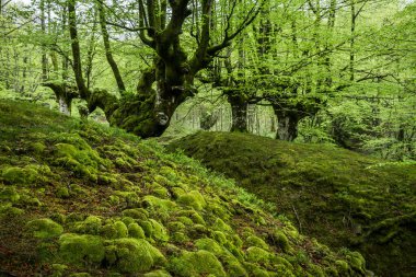 Gorbea doğal parkındaki otzarreta ormanında renkli bir sonbahar, İspanya