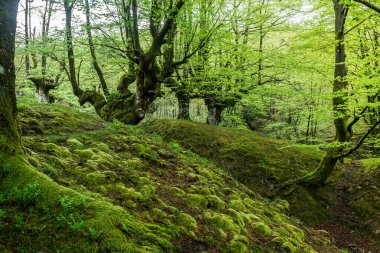 Gorbea doğal parkındaki otzarreta ormanında renkli bir sonbahar, İspanya