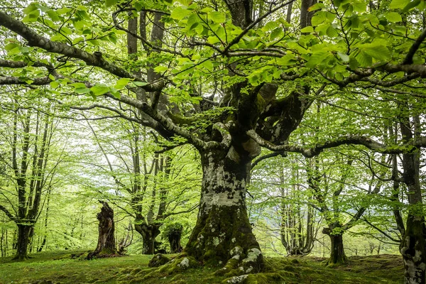 Automne Coloré Forêt Otzarreta Dans Parc Naturel Gorbea Espagne — Photo