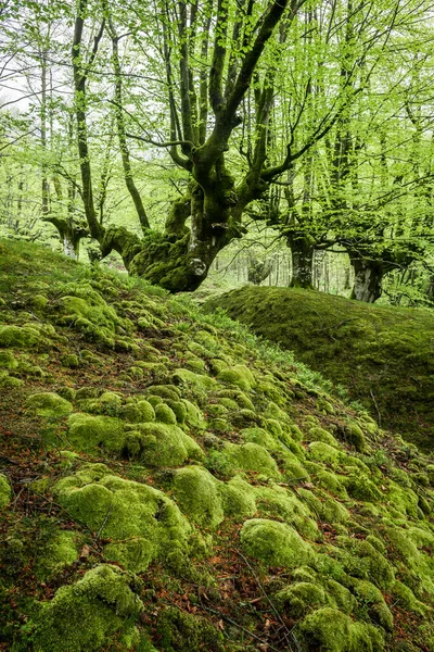 Outono Colorido Floresta Otzarreta Parque Natural Gorbea Espanha — Fotografia de Stock