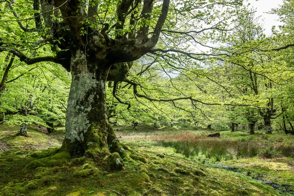 Barevný Podzim Lesích Ozarreta Přírodním Parku Gorbea Španělsko — Stock fotografie