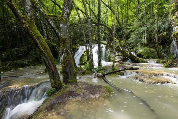 Une Rivière Traverse Une Forêt Profonde — Photo