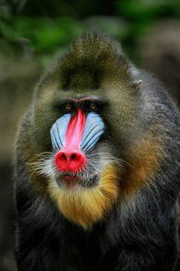 The mandrill (Mandrillus sphinx) is a primate of the Old World monkey (Cercopithecidae) family. It is one of two species assigned to the genus Mandrillus, along with the drill. Both the mandrill and the drill were once classified as baboons clipart