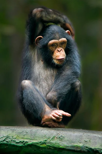Chimpancé Pan Troglodytes También Conocido Como Chimpancé Común Chimpancé Robusto — Foto de Stock