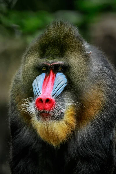 Mandrill (Mandrillus sfenks), Eski Dünya maymunu (Cercopithecidae) familyasından bir primatdır. Matkap ile birlikte Mandrillus cinsine tahsis edilmiş iki türden biridir. Hem matkap hem de matkap bir zamanlar babun olarak sınıflandırılmıştı.