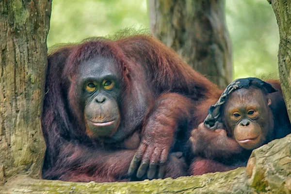 Orangutanlar, Endonezya ve Malezya yağmur ormanlarına özgü uzun kollu ve kızıl saçlı maymunlardır. Günümüzde sadece Borneo ve Sumatra 'nın bazı bölgelerinde bulunuyorlar, fakat Pleistosen döneminde Güneydoğu Asya ve Güney Çin' de bulundular.