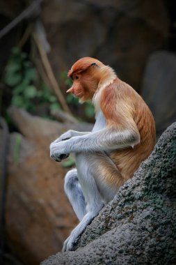 Proboscis maymunu (Nasalis larvatus) veya uzun burunlu maymun veya bekantan, alışılmadık büyüklükte burnu, kırmızımsı kahverengi deri rengi ve uzun kuyruğu olan eski dünya maymunudur. Güneydoğu Asya adası Borneo 'ya özgüdür.