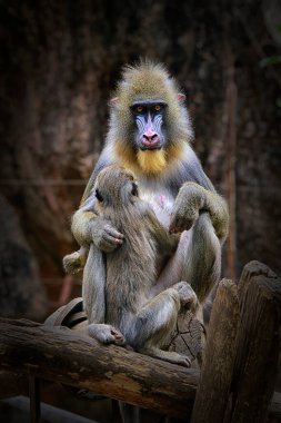 The mandrill (Mandrillus sphinx) is a primate of the Old World monkey (Cercopithecidae) family. It is one of two species assigned to the genus Mandrillus. It was once classified as baboons in the genus Papio, but has it's own genus, Mandrillus clipart