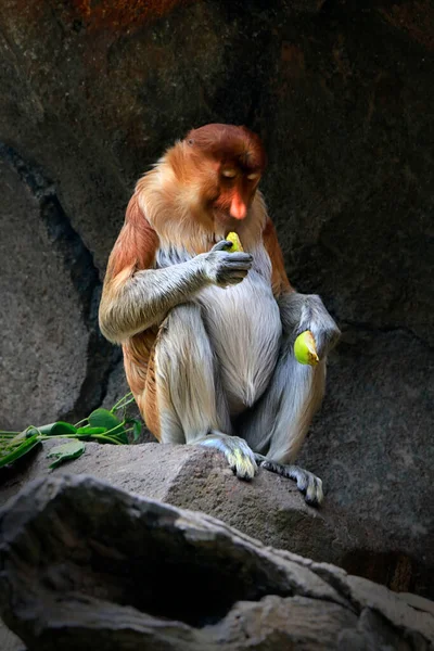 Proboscis maymunu (Nasalis larvatus) veya uzun burunlu maymun veya bekantan, alışılmadık büyüklükte burnu, kırmızımsı kahverengi deri rengi ve uzun kuyruğu olan eski dünya maymunudur. Güneydoğu Asya adası Borneo 'ya özgüdür.